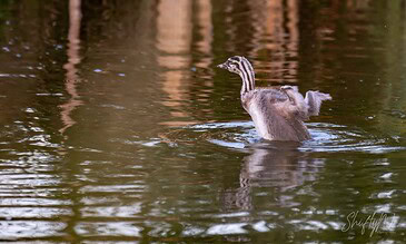 A duck splashing and bathing in a calm pond with reflections of trees in the water.
