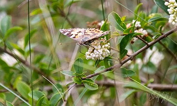 A butterfly perched on a cluster of white flowers amidst green foliage in a natural setting.