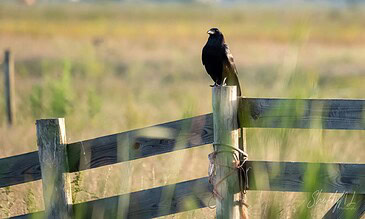 A bird perched on a wooden fence post in a rural landscape during daytime.