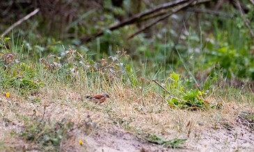 A bird on the ground in a natural, grassy environment with green foliage and branches in the background.