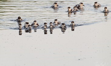 Group of young otters swimming together in calm water, showcasing playful behavior and natural habitat, captured in high detail for wildlife photography enthusiasts.