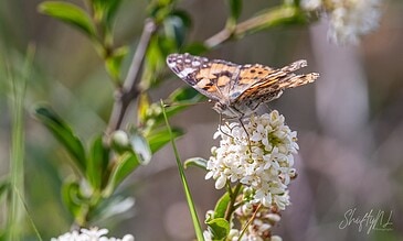 A butterfly perched on white flowers in a natural setting, showcasing vibrant colors and intricate wing patterns.