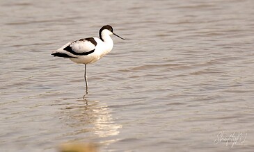 A bird standing in shallow water, showcasing its black and white plumage and long, thin beak, captured in a serene natural setting.