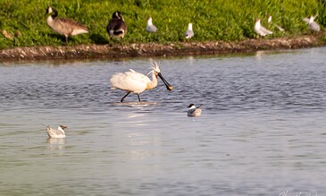 A bird wading in water catching a fish, with several other birds resting on the grassy bank in the background.