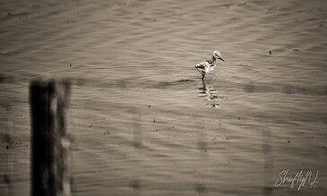A bird standing in calm water with a blurred wooden post in the foreground, captured in black and white.
