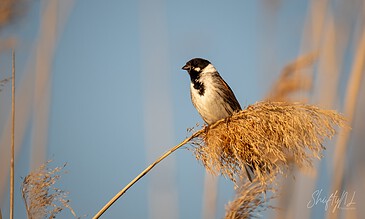 A bird perched on a tall reed against a soft blue sky, showcasing nature photography.