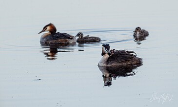A bird pair swimming on calm water, showcasing detailed plumage and serene natural environment.