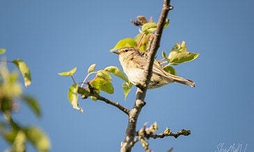 A bird perched on a tree branch with green leaves against a clear blue sky.
