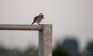 A bird perched on a metal railing against a blurred background, showcasing nature photography.