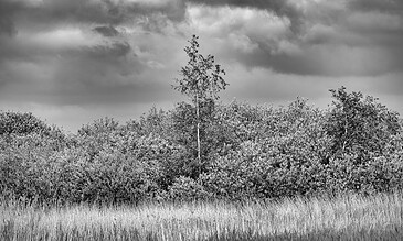 A lush landscape with a solitary tree standing tall among dense bushes under a dramatic, cloudy sky in black and white.