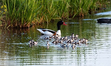 A mother duck swimming with her ducklings in a calm pond surrounded by green reeds.