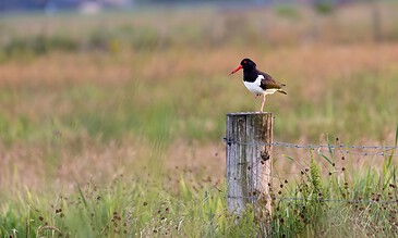 A bird perched on a wooden post in a grassy field, showcasing wildlife photography.
