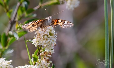 A butterfly perched on white flowers, showcasing detailed wing patterns and vibrant colors in a natural setting.