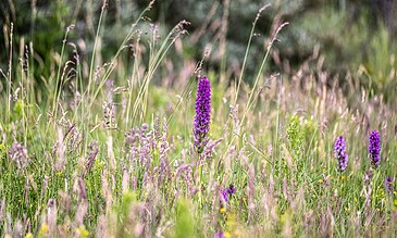 A lush meadow with tall purple wildflowers and green grasses, captured in natural light.
