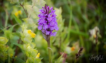 Purple orchid flower in a natural setting with green foliage and small yellow flowers in the background.