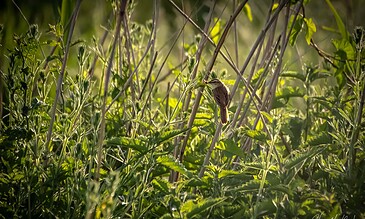 A bird perched on a thin branch amidst lush green foliage in a dense natural setting.