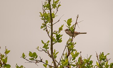 A bird perched on a leafy branch against a neutral background, showcasing nature and wildlife photography.