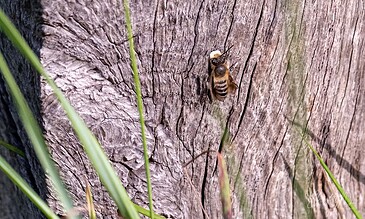 A bee clings to the textured bark of a tree trunk, surrounded by green grass blades, capturing a close-up shot of nature and wildlife.