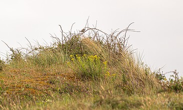 A lush, grassy hill with wildflowers and dry, tangled branches under a pale sky, showcasing natural landscape and plant life.