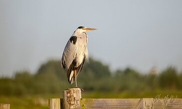 Heron standing on a wooden post near water, showcasing detailed feathers and a sharp beak, set against a blurred natural background.