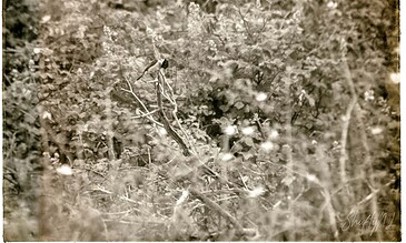 Monochrome close-up of a dragonfly perched on a branch amidst dense foliage, highlighting intricate wing details and natural textures in a sepia tone.