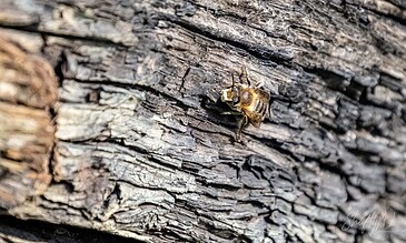 A detailed close-up of a bee on textured tree bark, showcasing macro photography of nature and insect life.