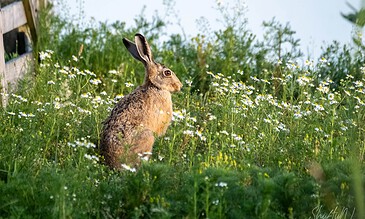 A rabbit sitting in a lush meadow filled with wildflowers, with a wooden fence and green foliage in the background.