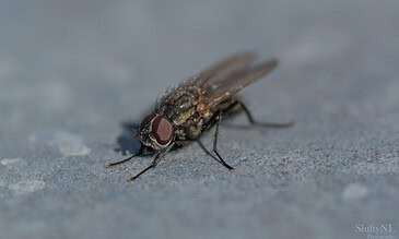 Capturing the intricate details of a housefly's anatomy on a smooth surface for macro photography enthusiasts. A close-up shot of a housefly resting on a textured surface, highlighting its detailed eyes, wings, and body against a blurred background.