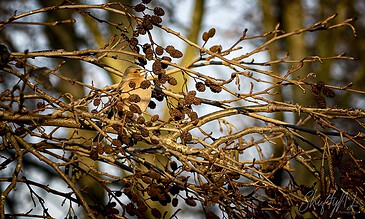 Small bird perched among leafless branches with dark berries, set against a blurred sky background, capturing wildlife in a natural winter setting.