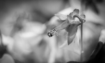 Stunning monochrome macro shot showcasing a tiny insect perched on a leaf, highlighting detailed textures and contrast for vivid storytelling. A close-up black and white photograph of a small insect on a plant leaf, capturing intricate details of the insect's eyes and body.