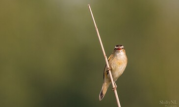 Bright small bird perched on a thin vertical branch against a blurred green background, capturing nature's beauty and moments of tranquility.