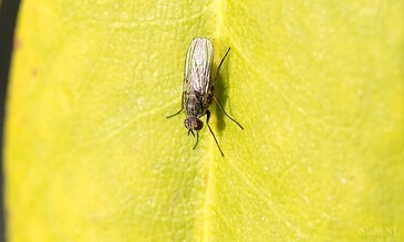 1. Close-up of a tiny fly on a vibrant yellow-green leaf surface, showcasing detailed insect features and natural textures.
