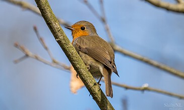 2. A charming bird sitting on a slender branch with a bright blue sky background, capturing nature's beauty in a moment of serenity. 1. Close-up of a European Robin perched on a tree branch against a clear sky, showcasing vibrant orange and brown feathers.