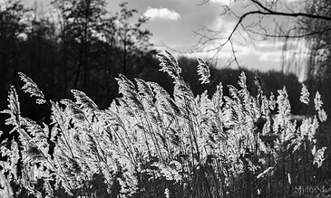 Elegant outdoor landscape featuring tall grasses in a calm lakeside environment with trees and overcast sky, emphasizing peaceful nature moments. Vibrant black-and-white photo of tall grass swaying in the wind near a serene lake with trees and a cloudy sky, capturing natural beauty and tranquility.