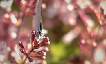 Capturing stunning wildlife moments: a butterfly resting on vibrant pink flowers showcases nature’s delicate and colorful ecosystem. A delicate butterfly perched on pink flower buds, capturing nature's beauty and intricate details in a close-up shot.