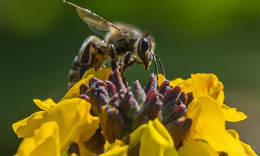 Detailed macro photography of a honeybee on yellow flowers, highlighting nature's intricate pollination process. A honeybee collecting nectar from a vibrant yellow flower in a close-up macro shot.
