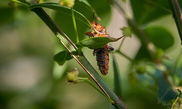 1. Close-up of a brown insect emerging from a green leaf in a lush garden setting.