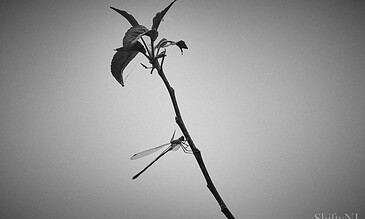 Delicate dragonfly perched on a thin branch with a blurred background, capturing a serene natural moment in black and white.