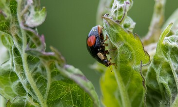 1. Close-up of a ladybug on green plant leaves, showing detailed texture and vibrant colors in a macro shot.