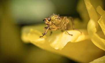 Close-up of a small insect on yellow flower petals, highlighting intricate details and vibrant colors in a stunning macro photograph. A macro shot of a tiny insect on yellow flower petals, showcasing detailed textures and vibrant colors. Perfect for capturing nature's minute moments in high definition.