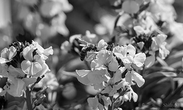 Capturing the beauty of nature with bees pollinating flowers, showcasing detailed flower petals and bee activity in monochrome. A close-up black and white photo of bees pollinating delicate flowers in a garden setting.