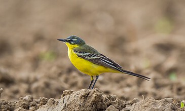 Vivid yellow and olive-green songbird perched on dirt ground with blurred natural background, showcasing detailed plumage and sharp beak.