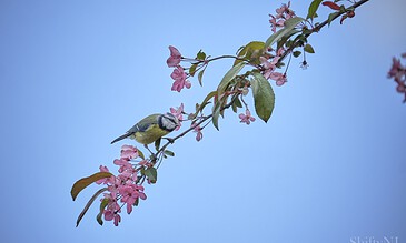 1. A small blue tit bird perched on a flowering pink branch against a clear blue sky, capturing a beautiful outdoor nature scene.