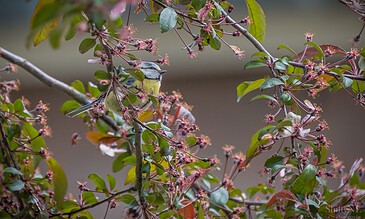 1. Colorful bird perched on a flowering branch with pink blossoms and green leaves, capturing nature's beauty in a peaceful setting.