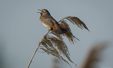 1. Bird perched on reed with open beak, singing against soft blue sky background, showcasing wildlife photography, nature, and avian beauty.