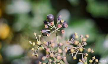 Close-up image of black berries on a plant with a blurred green background, highlighting nature's detail. Vibrant close-up of dark purple berries on a plant, showcasing natural beauty and intricate details in outdoor sunlight.
