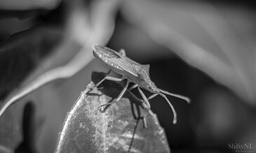 A macro shot capturing a small insect on a leaf, highlighting fine textures and natural details in a monochrome palette. A close-up black and white photograph of a tiny insect perched on a leaf, showcasing intricate details and delicate structures.