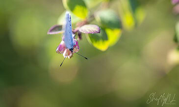 Blue butterfly perched on pink flower with green foliage in the background, captured in macro detail.