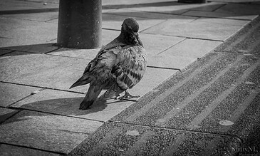 1. Black and white photo of a pigeon standing on a city sidewalk near a metal pole.