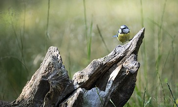 Colorful blue tit perched on a weathered tree branch in a lush, green natural setting, showcasing vibrant yellow and blue feathers.